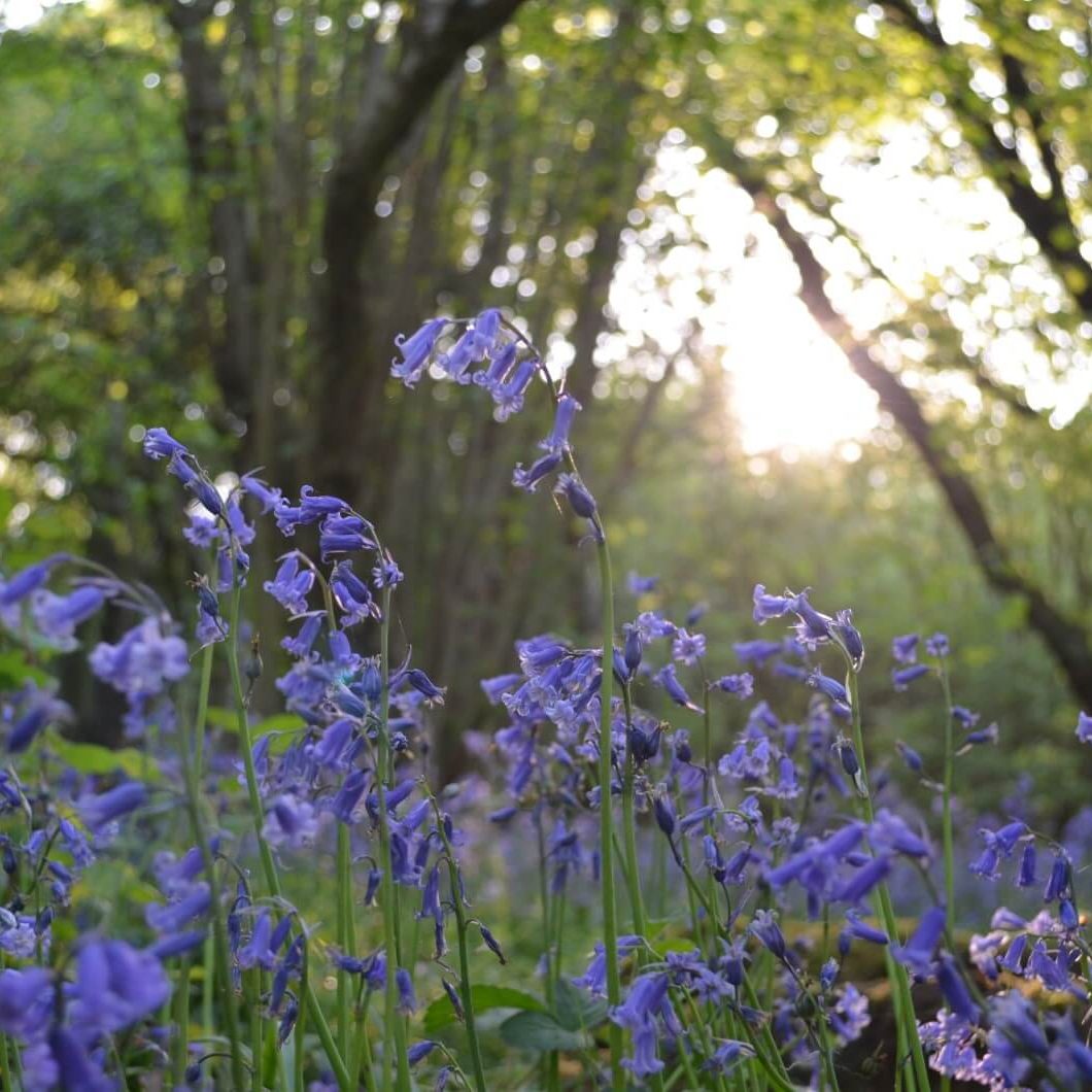 bluebells-in-brampton-wood-2018-c-sophie-baker